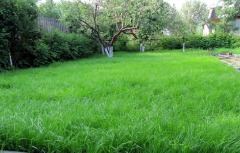 Смеси семян газонных трав