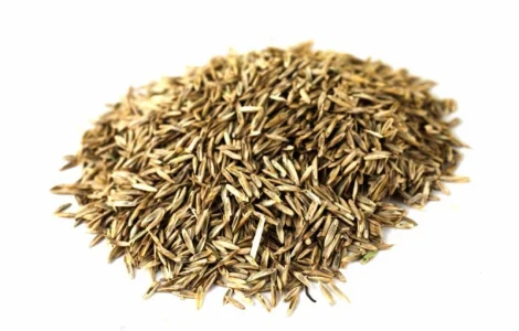 Райграс газонний сорт Адріана від 1 кг