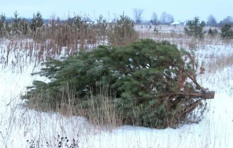 Продам новорічні сосни.Живые пушистые новогодние сосны