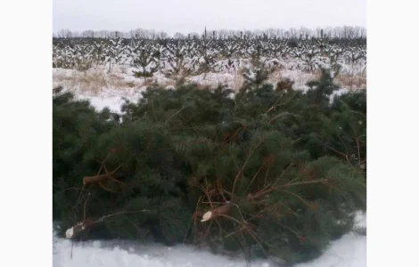 Продаются живые пушистые новогодние сосны