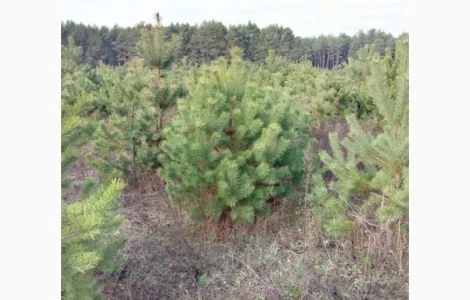 Сосна ялинка сосны ёлки оптом