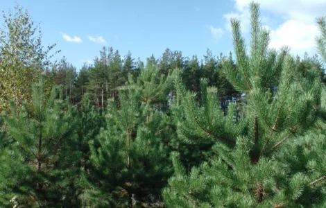 Сосна новогодняя Оптом Ялинка новорічна Новогодние Сосны Елки Сосна живая Сосна Оптом