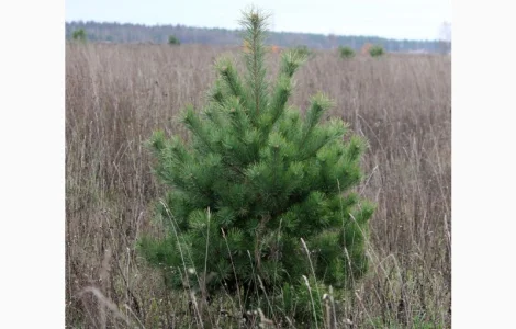 Сосна новогодняя Ялинка новорічна Новогодние сосны Елки Сосна живая Сосна Оптом