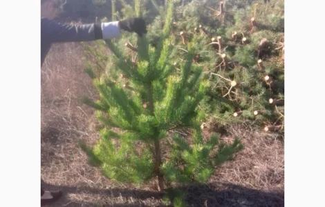 Новогодние сосны и елки оптом от производителя