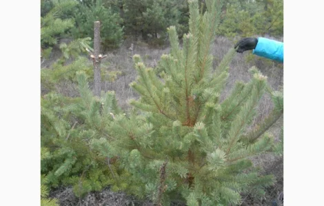 ЦЕНА РЕАЛЬНАЯ!!!Від Фермера Сосна новогодняя Ялинка новорічна Новогодние сосны Елки