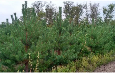 Ялинка новорічна Сосна новогодняя Елки Сосны оптом от Фермера