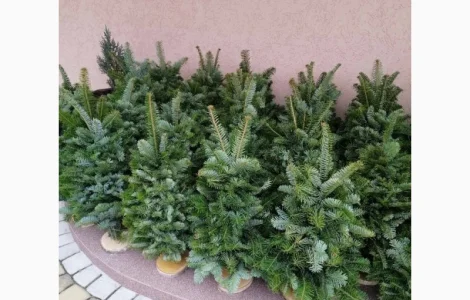 Продам, ялинка, из веточек смерека, новогодняя сосна