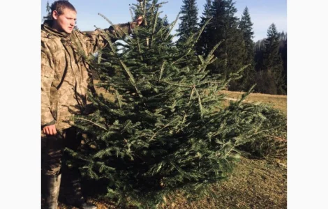 Новорічні ялинки