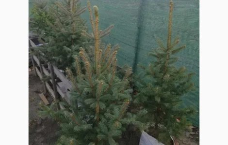 Продаються голубі ялинки