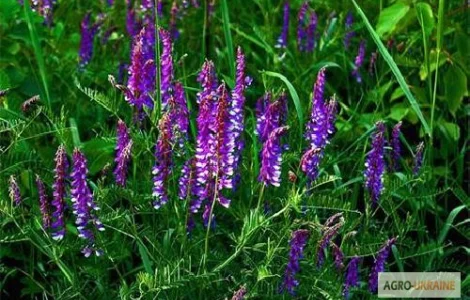 Куплю тимофеевку