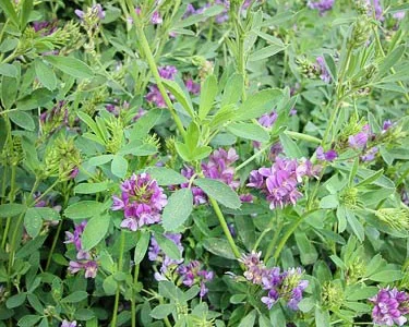 Насіння люцерни сорт "Ласка"