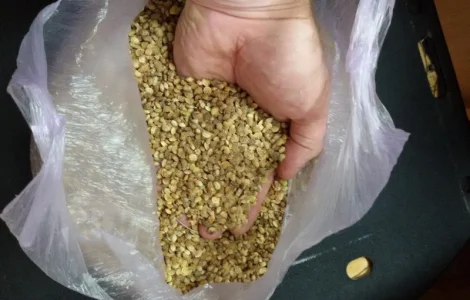 Продам насіння Эспарцету врожаю 2024 р з ПДВ