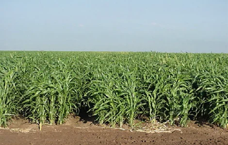 Продам насіння Суданської трави "Дніпровська 54" 1р з ПДВ