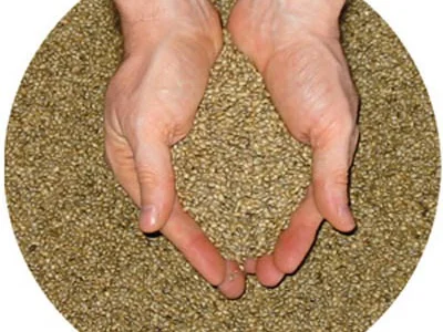 Куплю семена Люцерны