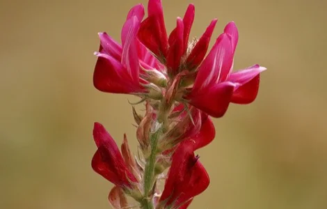 Продам семена Эспарцета, Одесская область, Большой Дальник, крупным и мелким оптом