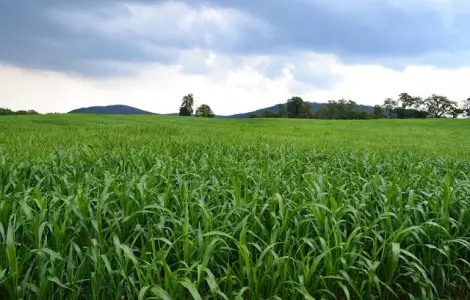 Продам семена Суданки