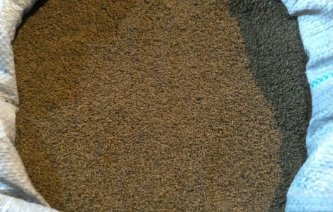 Куплю семена Люцерны