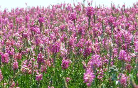 Куплю Эспарцет, Одесская область