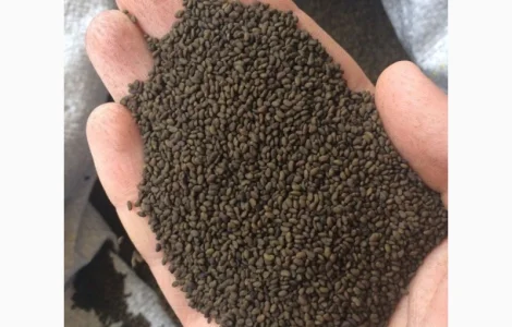 Куплю семена Люцерны