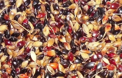 Семена суданской травы БИЛЯВКА элита 1 репрод