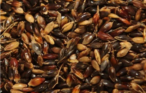 Семена суданской травы МИРОНОВСКАЯ 10 элита 1 репрод