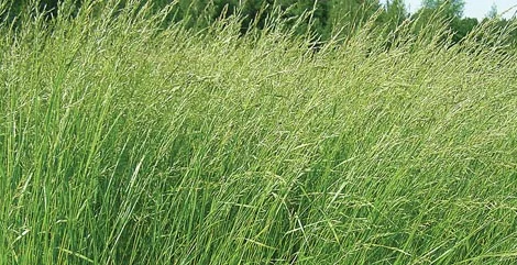 Насіння тимофіївки