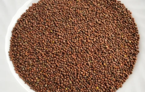 Фацелія, оліна редька, грястиця, конюшина, розторопша, вика