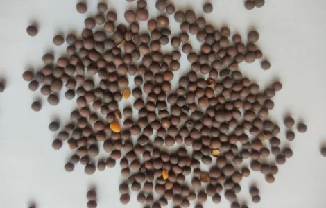 Пропонується насіння ячменю ярої, сорт Гібридна 97