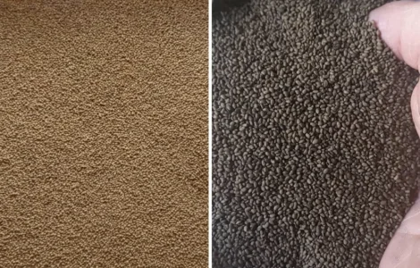 Люцерна сорт Зарниця