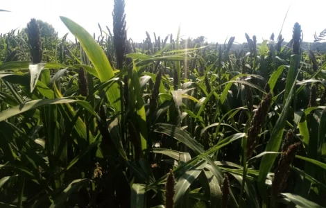 Пайза - семена китайского проса