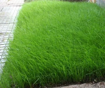 Семена люцерны