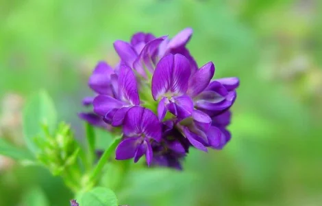 Продам семена Люцерны