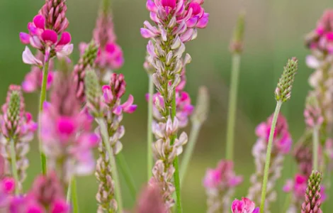 Продам Еспарцет ціна договірна в залежності від обєму