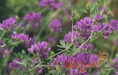 Продам люцерну цена договорная