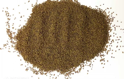 Продам семена люцерны магниченной