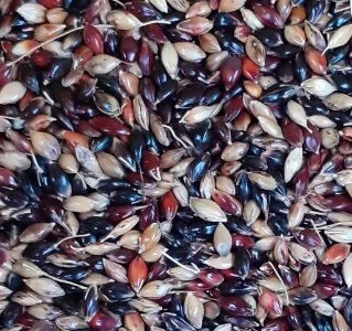 Продам семена суданской травы