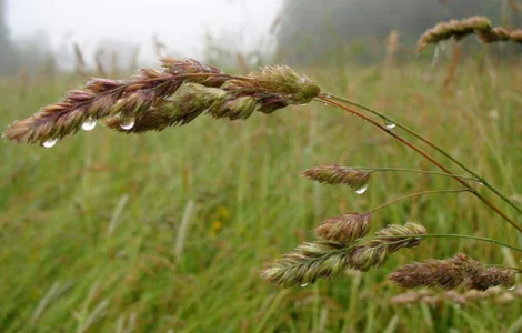 Ежа сборная/ Грястиця збірна. Можливий продаж з ПДВ