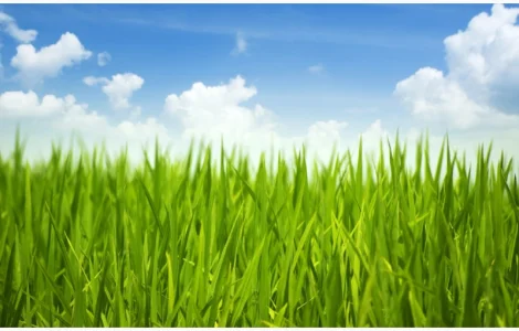 Насіння кормових трав