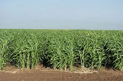 Суданская трава