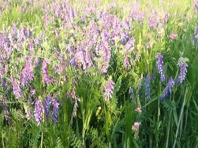 Вика яровая