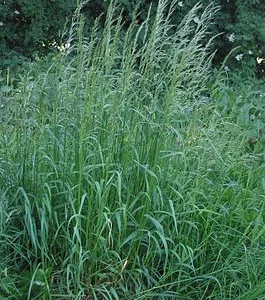 Райграс. Можливий продаж з ПДВ