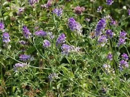 Люцерна. Можливий продаж з ПДВ