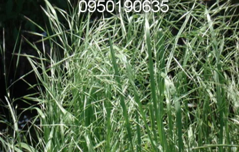 Стоколос (Костёр)