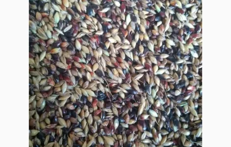 Куплю семена суданки