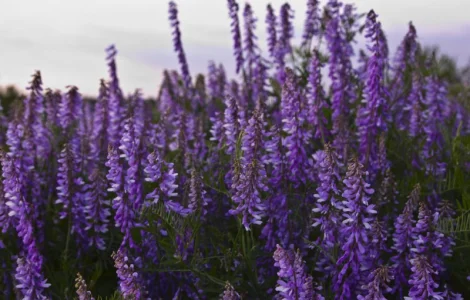 Куплю семена люцерны