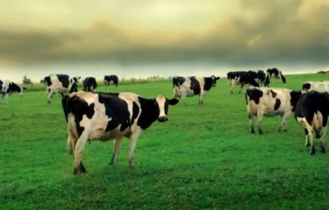 Hacіння кормових трав cyміш. Склад: тимофіївка, гряcтиця, вівcяниця, райграc, люцерна