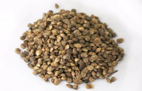 Продам Еспарцет 1 кг медонос, сидерат