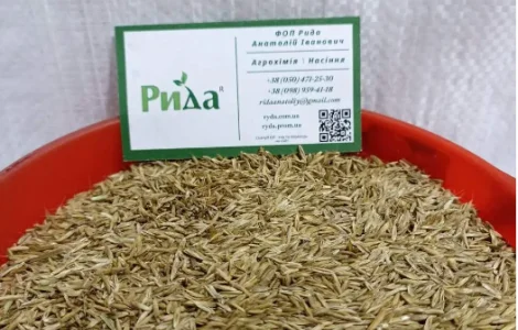 Насіння райграсу