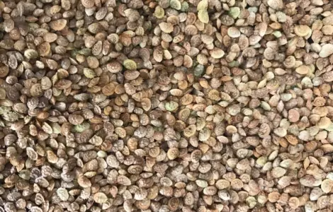 Продам семена Эспарцета