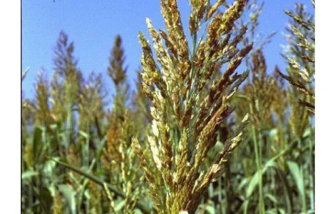 Суданка Билявка